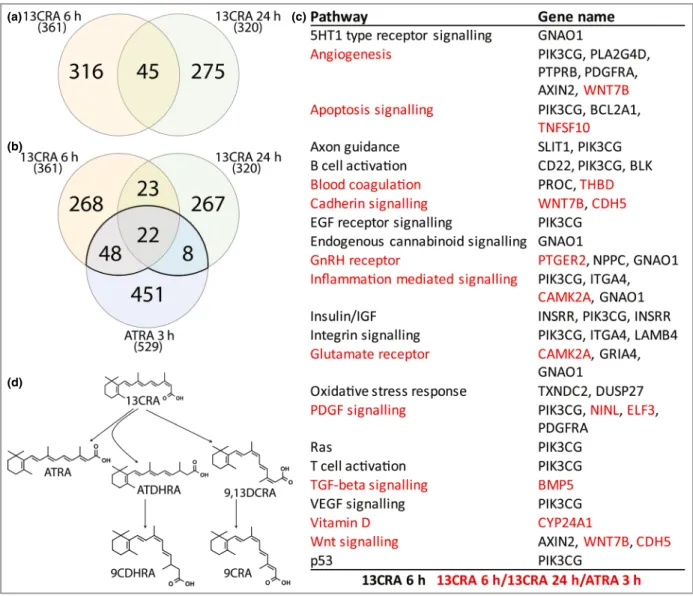 Fig 1. (a, b) Venn diagrams showing the numbers of significantly regulated genes from the RNA-Seq analysis of SZ95 sebocytes when treated with: 1 lmol L ! 1 13-cis-retinoic acid (13CRA) for 6 h and 24 h (a), and with 1 lmol L ! 1 13CRA for 6 h and 24 h and