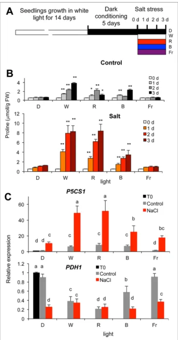 FIGURE 2 | Proline accumulation in salt-treated wild-type Arabidopsis  plants under different light regimes