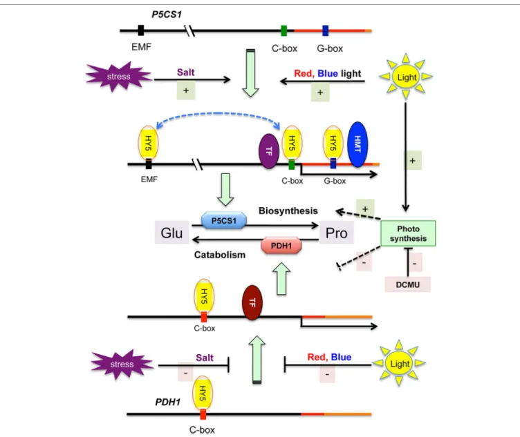 FIGURE 6 | Model of stress and light regulation of proline metabolism in Arabidopsis. Salt stress and light induces P5CS1 and inhibits PDH1 expression, promoting  proline biosynthesis and reducing catabolism