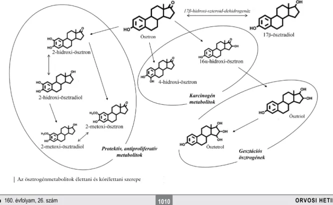 3. ábra Az ösztrogénmetabolitok élettani és kórélettani szerepe