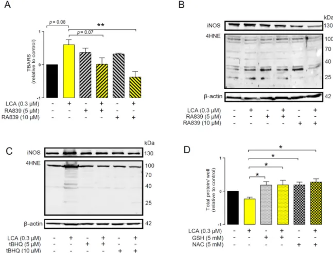 Figure 5. NRF2 activation modulated LCA-induced oxidative stress responses in 4T1 breast cancer  cells