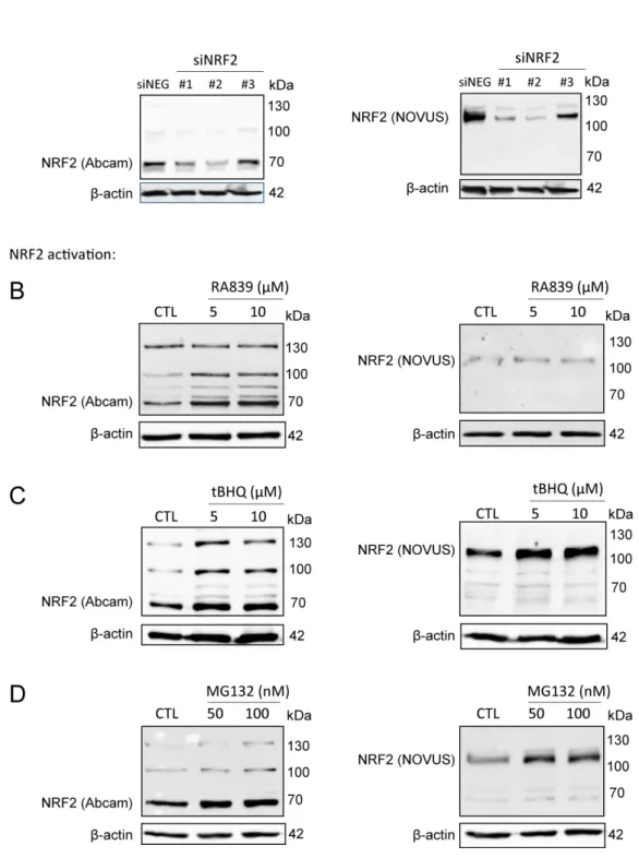 Figure 1. NRF2 antibody validation. (A) NRF2 expression was silenced in MCF7 cells by transiently  transfecting NRF2-specific siRNAs or a negative control siRNA for 48 h, then NRF2 protein expression  was determined using two different antibodies (Abcam: a