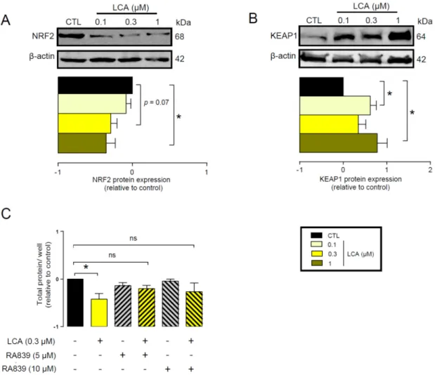 Figure 2. LCA inhibited the NRF2/KEAP1 system. (A,B) The 4T1 cells were treated with LCA in the  concentrations indicated for 48 h, then (A) NRF2 and (B) KEAP1 proteins were analyzed by western  blotting