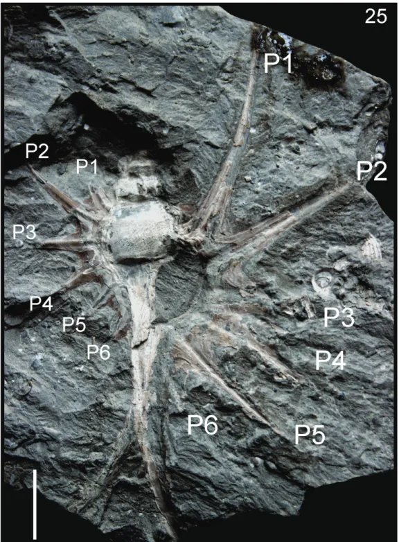 Fig. 25. Harmatia tokodensis n. sp., HNHM M.62.7135., holotype, Tokod, SL 72, apertural view  (Photo: M