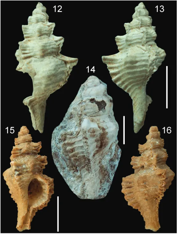 Fig. 16. Abapertural view. Scale bar: 5 mm