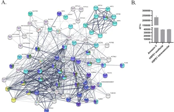 Figure 2. HSPE1 content of BeWo iEVs. (A) Protein interaction network of proteins found in Bewo- Bewo-derived iEVs