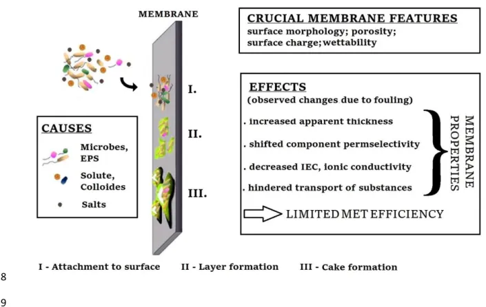 Fig.  3  –  The  formation  process  of  chemical  and  biofouling  highlighting  the  main 14 