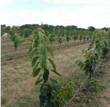 Figure 4. Successful cherry tasting of 10 varieties at the  visit 3rd July 2019 (Photo: Ina Krahl, 2019) 