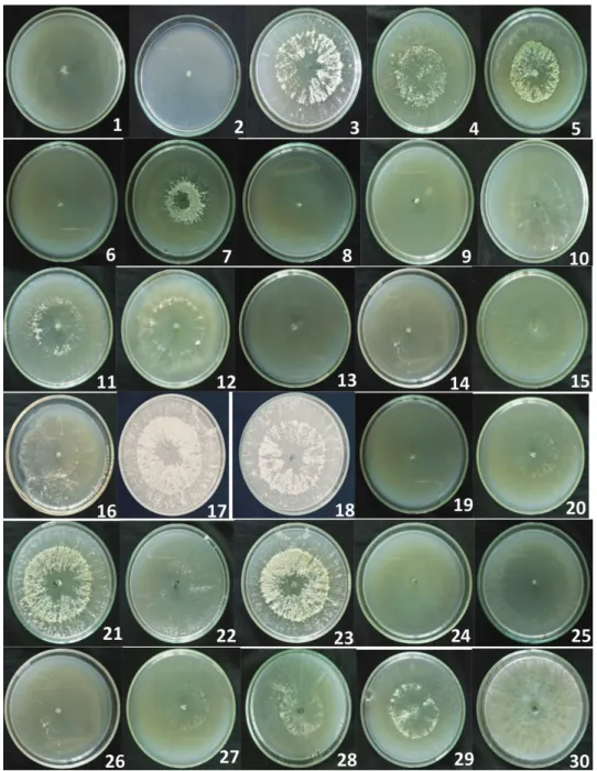 Fig 1. Absence of the halo-zone around the culture   of Trichoderma isolates on modified Pikovskaya agar medium (MPA)