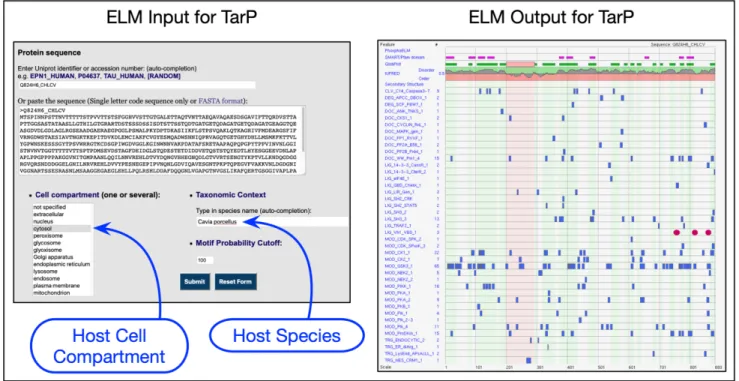 Figure 3. Setting up the ELM server correctly to query bacterial effectors for SLiM candidates using, as an example, the IDP-rich TarP effector from Chlamydophila caviae for which the natural host is guinea pig