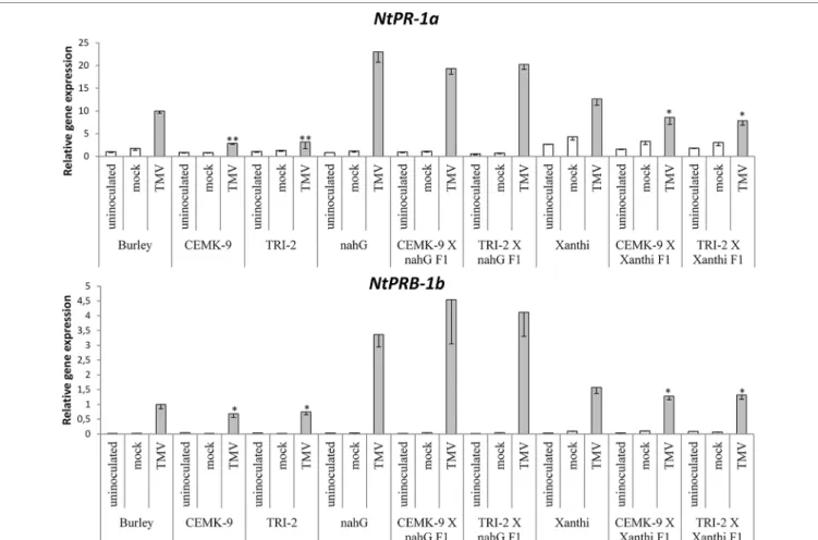 FIGURE 6 | Expression levels of two pathogenesis related genes (NtPR-1a and NtPRB-1b) in uninoculated, mock-inoculated and Tobacco mosaic virus (TMV)- (TMV)-inoculated Nicotiana tabacum cultivars/lines