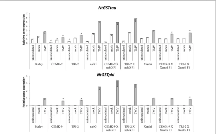 FIGURE 7 | Expression levels of two glutathione S-transferase (GST) genes (NtGSTtau and NtGSTphi) in uninoculated, mock-inoculated, and Tobacco mosaic virus  (TMV)-inoculated Nicotiana tabacum cultivars/lines