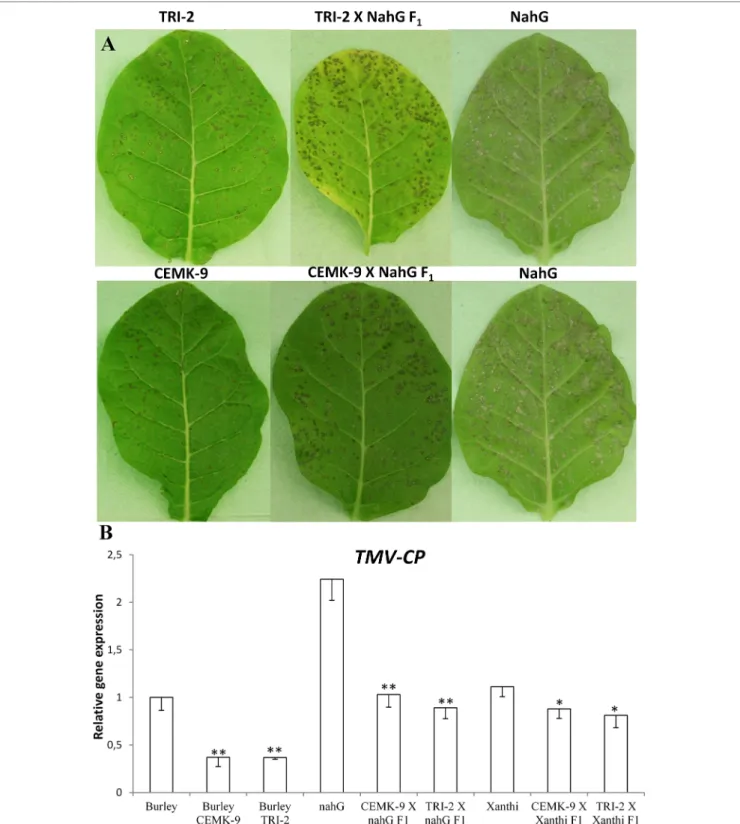 FIGURE 3 | Disease symptoms of Tobacco mosaic virus (TMV) inoculation (A) and relative expression levels of TMV coat protein gene (TMV-CP) (B) in different  tobacco lines 5 days after inoculation