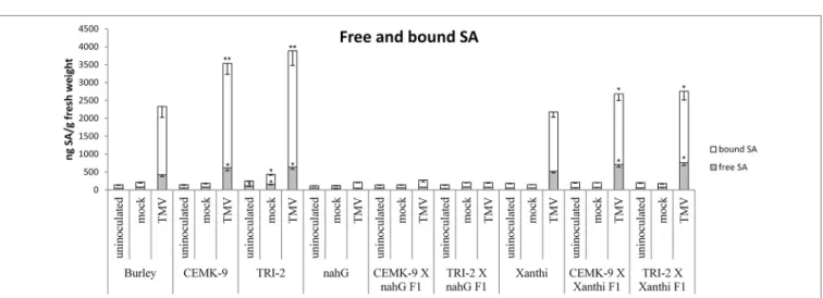 FIGURE 5 | Free and bound salicylic acid (SA) levels in uninoculated, mock-inoculated and Tobacco mosaic virus (TMV)-inoculated Nicotiana tabacum cultivars/