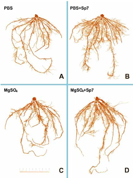 Figure 2. Representative images of maize seedling root systems with four inoculation treatments: PBS, MgSO 4 ,  PBS + Sp7 and MgSO 4  + Sp7