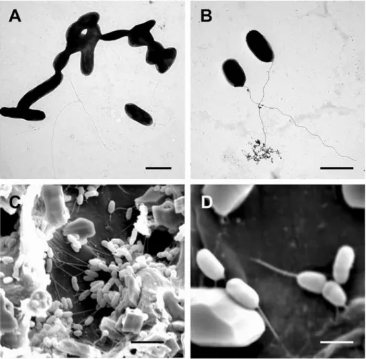 Figure 4. Electron microscopy (EM) images of  Azospirillum brasilense (Sp7). A–B: Transmission electron  microscopy (TEM) images of Sp7; C–D: Scanning electron micrographs (SEM) of Sp7-treated maize roots 