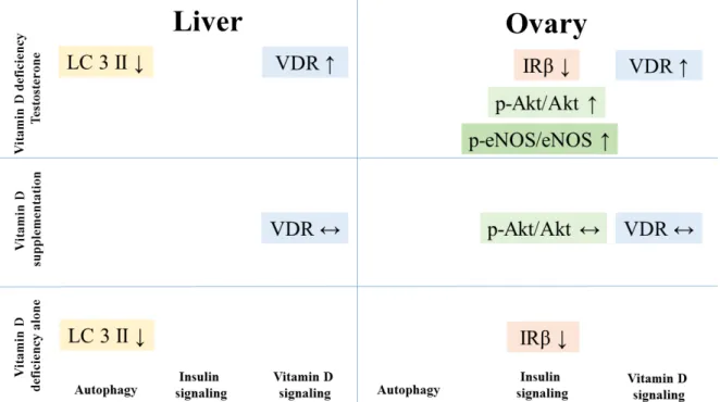 Figure 6. Summary of the changes in receptor density, insulin signaling pathway and autophagy in  different treatment groups