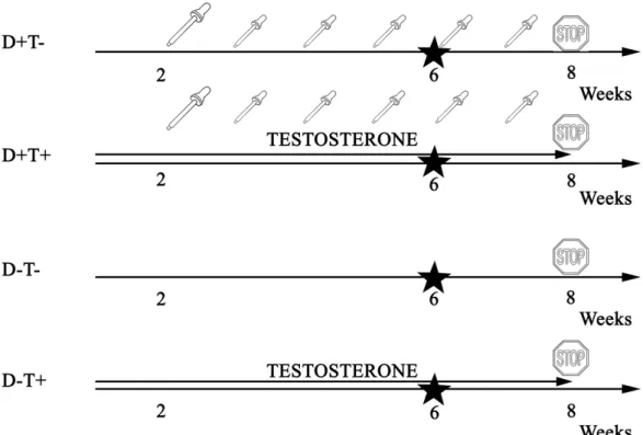 Figure 1. Timeline of chronic treatment in different treatment groups. Adolescent Wistar rats were  divided into four groups—half of the animals received transdermal testosterone treatment (0.0333  mg/body weight grams 5 times weekly) for 8 weeks, while an