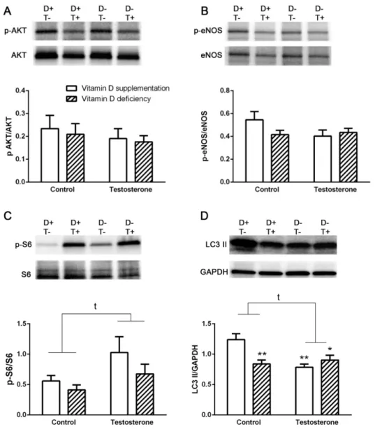 Figure 2. Alterations in insulin signaling pathway and autophagy in the liver. (A) Akt  phosphorylation in liver tissue