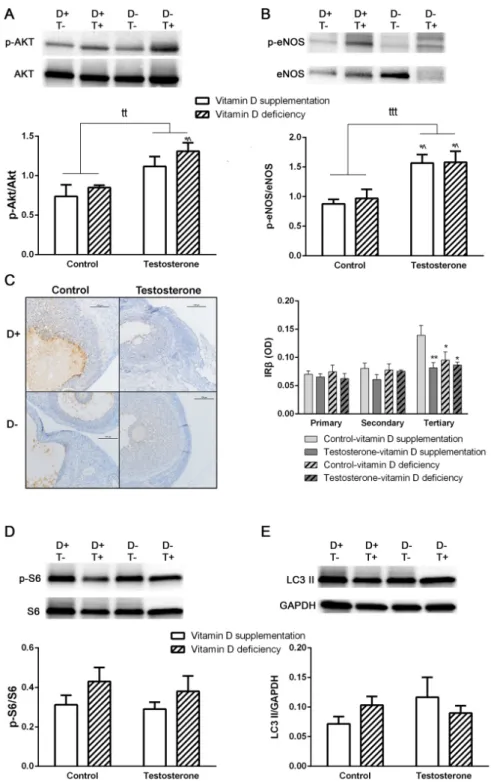 Figure 3. Alterations in insulin signaling pathway and autophagy in ovarian tissue. (A) Akt phosphorylation in ovarian tissue