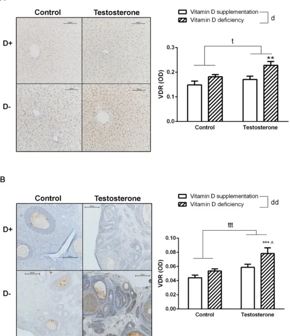 Figure 5. Vitamin D receptor density in the liver and in the ovaries. (A) Immunohistochemical staining  of liver tissue with VDR antibody