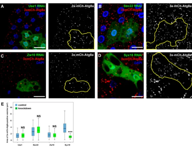 Figure 5. Syx18 may function together with Sec20 in autophagy regulation. (A–E) Use1 (A), Sec22 (B), Zw10 (C), or Syx18 (D) was silenced in the GFP+ cells, and autophagy was assessed by 3xmCherry-Atg8a expressed ubiquitously