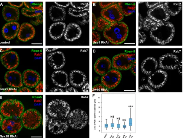 Figure 6. Syx18 regulates endocytic trafficking and degradation. (A–E) Control (A), Use1- (B), Sec22- (C), Zw10- (D) and Syx18-depleted (E) garland nephrocytes were immunostained against early endosomal Rbsn-5 and late endosomal Rab7
