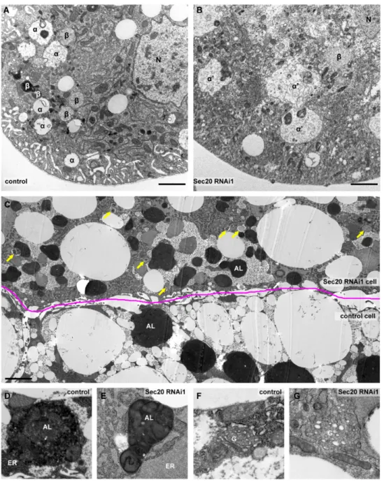 Figure 3. Ultrastructure of Sec20 depleted garland nephrocytes and fat cells. (A,B) As opposed to control nephrocytes (A), late endosomes (marked by α in A or α’ in B) are enlarged upon Sec20 depletion (B)