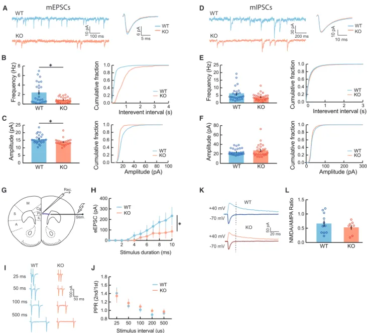 Figure 2. Reduced mEPSC Frequency and Long-Range Excitatory Inputs in Cntnap2 KO Pyramidal Neurons