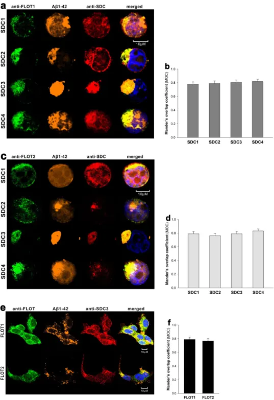 Figure 5.  Colocalization of SDCs, A β1–42 and flotillins. SDC transfectants and WT SH-SY5Y cells were treated  with 5-TAMRA-labeled Aβ1–42 for 18 h at 37 °C