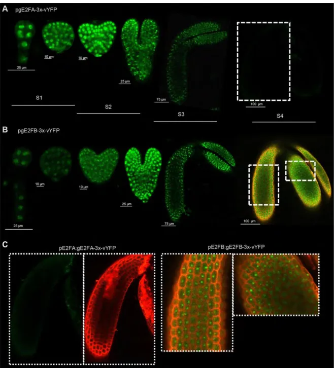 Figure  2.  Spatial  and  temporal  regulation  of  E2FA  and  E2FB  accumulation  during  embryogenesis