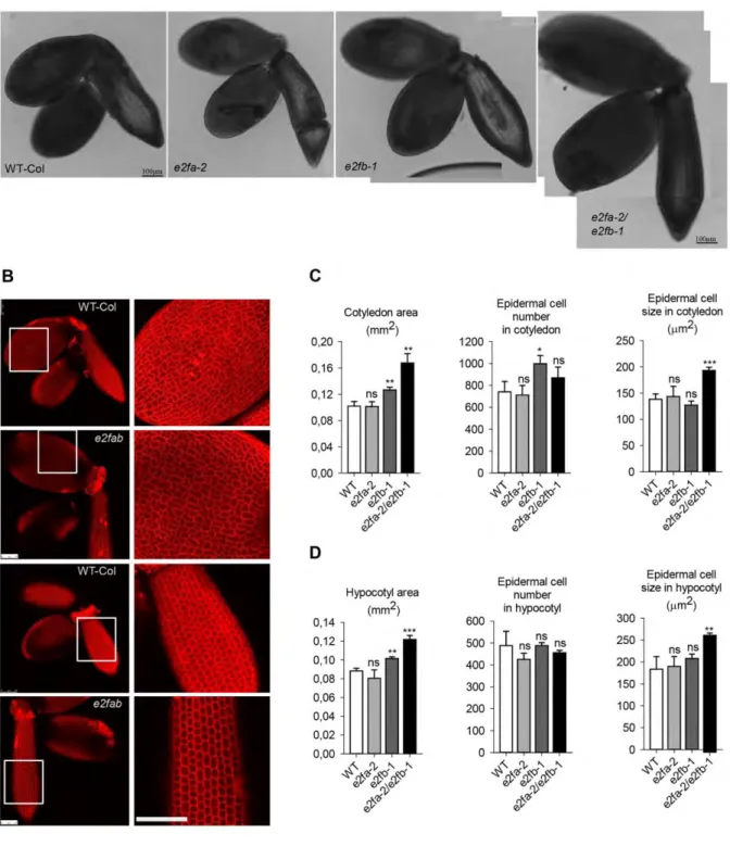 Figure  4.  E2FA  and  E2FB  are  dispensable  for  embryonic  cell  proliferation.  (A)  Representative pictures of mature embryos from wild type (WT) and  e2fa-2, e2fb-1  single and e2fa-2/e2fb-1  double mutants dissected from mature dry seeds, and photo