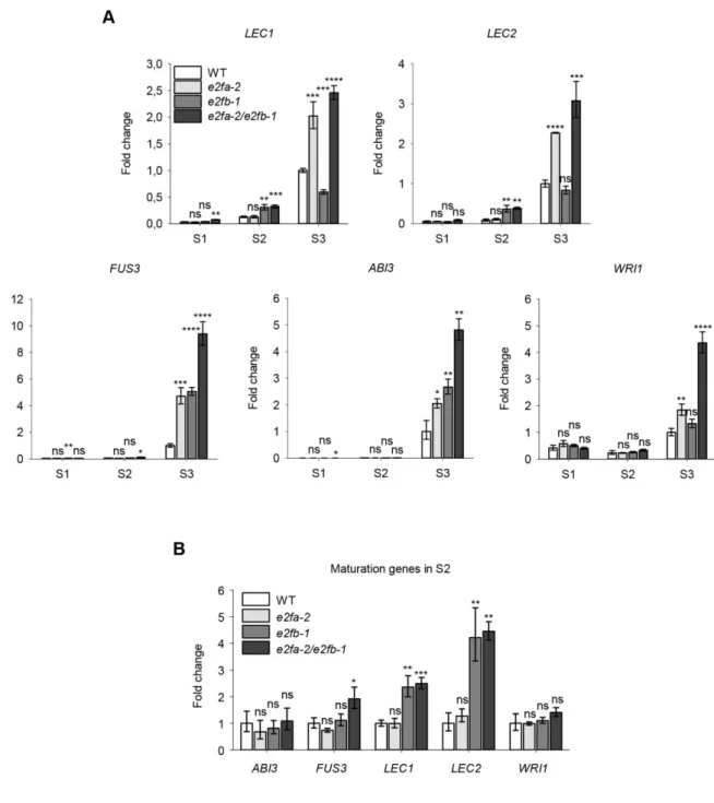 Figure 5. Activator E2Fs repress key maturation genes in developing siliques and seeds