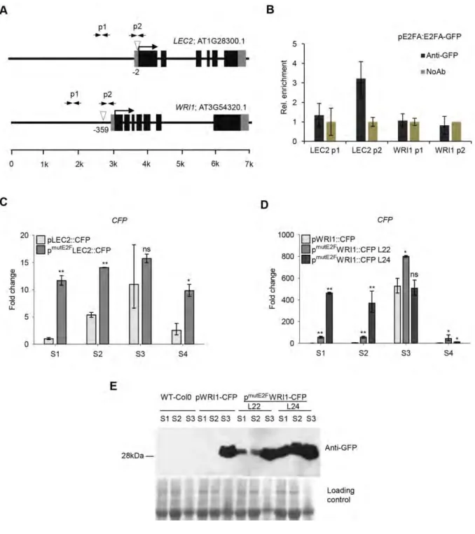 Figure  6.  E2Fs  could  regulate  the  temporal  control  of  LEC2  and  WRI1  genes  during  silique development