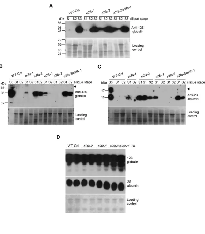 Figure  8.  Seed  storage  proteins  2S  albumin  and  12S  globulin  show  premature  accumulation in the  e2f  mutant siliques and seeds