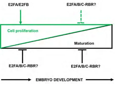Figure  9.  Model  explaining  the  functions  of  activator  E2Fs  during  seed  and  embryo  development
