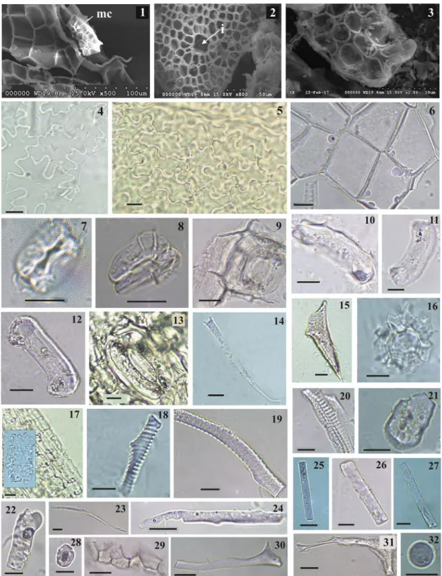 Fig. 1    1–3: SEM pictures of 1 silicified epidermal tissue of Quercus  robur leaf, mc: mesophyll cells, 2 silicified mesophyll cells of Q