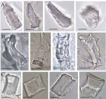 Table 2). An (2016) described this phytolith type as blocky  with smooth edges having a psilate to irregular surface,  sometimes with wrinkles or pits