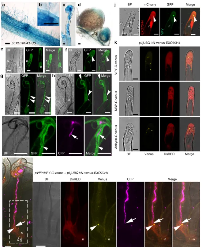 Fig. 9 EXO70H4 co-localizes with VPY. a – d Expression of EXO70H4 in roots inoculated by rhizobia (a), at a rhizobial infection site (b), in a root hair containing an infection thread (c) and in nodules (d) as shown by pEXO70H4:GUS activity