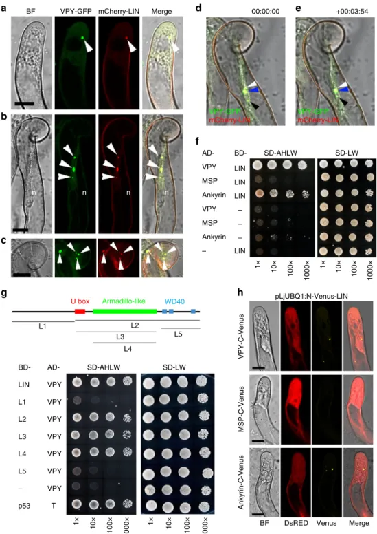 Fig. 5 Interaction of VPY and LIN. a – c Live cell confocal images of root hairs from transgenic plants containing pVPY:VPY-GFP and pLjUBQ1:mCherry-LIN showing co-localization of VPY and LIN after inoculation with rhizobia