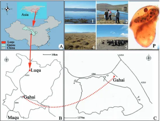 Figure 1  Sampling Sites.  (A)  Geographic position of Asia, China and Gansu 2 