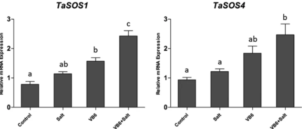 Figure 5. The expression of TaSOS1 and TaSOS4, bars with different letters are significantly different at 5% 