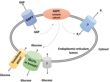 Figure 1. G6PC (glucose-6-phosphatase) is a transmembrane enzyme with the catalytic subunit facing  the endoplasmic reticulum (ER) lumen