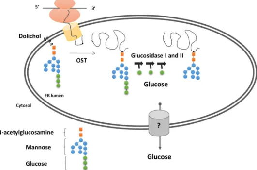 Figure 2. Protein glycosylation/deglycosylation in the endoplasmic reticulum. Oligosaccharyl- Oligosaccharyl-transferases link glycan moiety to nascent polypeptide chains