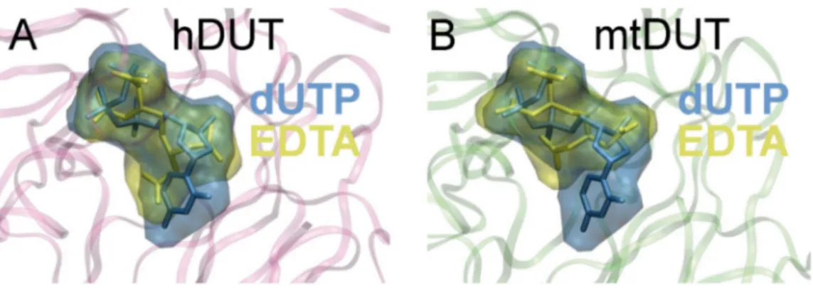 Figure 4. Molecular docking shows that EDTA occupies the same binding site in the dUTPase active site as the cognate ligand, dUTP