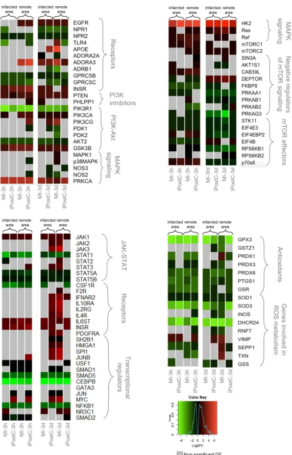 Figure 3. Heat maps of selected differentially expressed genes (DEGs) involved in cardioprotection,  showing regional and time-dependent changes in expression changes