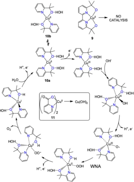 Figure 8. Steps of the water nucleophilic attack mechanism for 10 by density functional theory (DFT)  and the behavior of the closely related 9 and 11 [47]