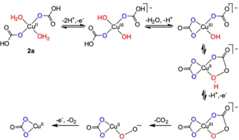 Figure 3. Initial oxidation steps of copper-carbonate suggested by Winikoff and Cramer starting from  the conformer 2a (only selected ones are shown here), and the final steps relevant to the catalytic cycle  at pH = 8.2 in 1 M carbonate [22]