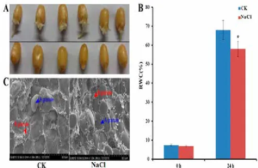 Figure 1. Grain morphology (A), relative water content (RWC) (B) and ultrastructure (C) changes of germinat- germinat-ing seeds at 24 h in the elite Chinese bread wheat cultivar Zhengmai 366 under salt stress