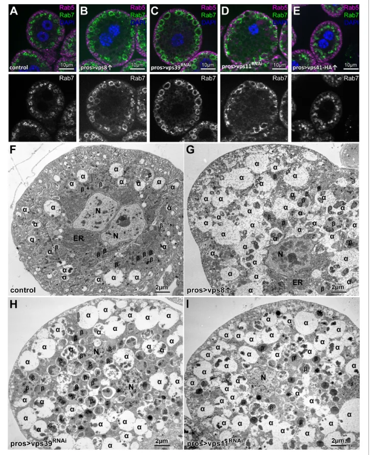 Figure 1. Overexpression of Vps8, but not Vps41 impairs endosome–lysosome fusion in Drosophila nephrocytes